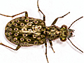 Elaphrus riparius
